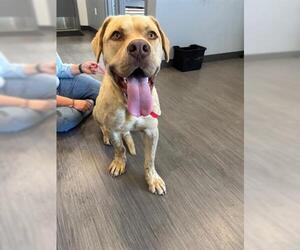 American Bulldog Dogs for adoption in San Martin, CA, USA