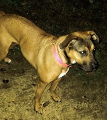 Mastador Dogs for adoption in Cincinnati, OH, USA