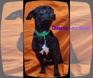 Chihuahua-Unknown Mix Dogs for adoption in Ahoskie, NC, USA