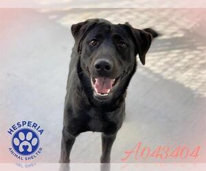 Labrador Retriever Dogs for adoption in HESPERIA, CA, USA
