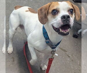 Frengle Dogs for adoption in Evansville, IN, USA