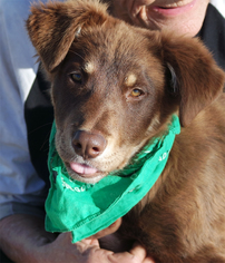 Border-Aussie Dogs for adoption in Redding, CA, USA