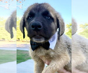 Mutt Dogs for adoption in Goodyear, AZ, USA