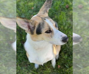 Collie-Unknown Mix Dogs for adoption in Omaha, NE, USA
