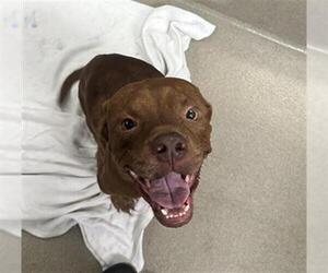 American Staffordshire Terrier Dogs for adoption in Fort Lauderdale, FL, USA