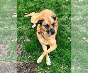 Mutt Dogs for adoption in Minneapolis, MN, USA