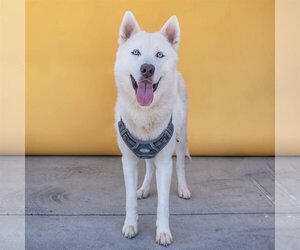 Siberian Husky Dogs for adoption in Pasadena, CA, USA