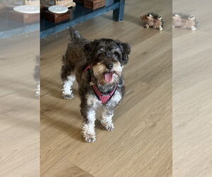 Miniature Schnauzer-Unknown Mix Dogs for adoption in Aurora, CO, USA