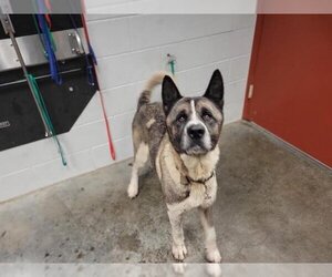 Akita Dogs for adoption in St. Cloud, FL, USA