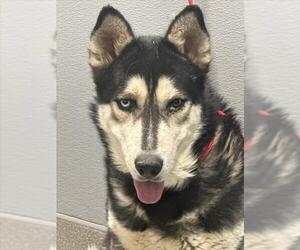 Huskies -Unknown Mix Dogs for adoption in Las Vegas, NV, USA