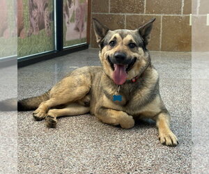 German Shepherd Dog-Unknown Mix Dogs for adoption in Overland Park, KS, USA