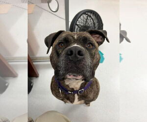 American Bulldog Dogs for adoption in Virginia Beach, VA, USA