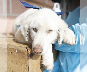 Great Pyrenees-Unknown Mix Dogs for adoption in San Antonio, TX, USA