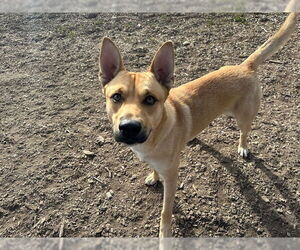 Mutt Dogs for adoption in Santa Cruz, CA, USA