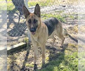 German Shepherd Dog-Unknown Mix Dogs for adoption in Conroe, TX, USA