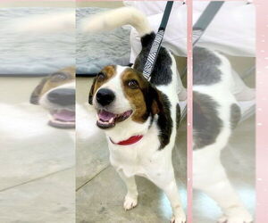 Beagle-English Foxhound Mix Dogs for adoption in Alexander, AR, USA