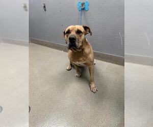 Presa Canario-Unknown Mix Dogs for adoption in Las Vegas, NV, USA