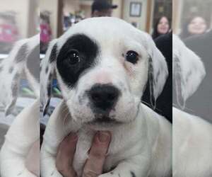 Mutt Dogs for adoption in Martinsburg, WV, USA