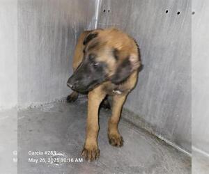 Mutt Dogs for adoption in San Antonio, TX, USA