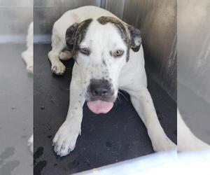 American Staffordshire Terrier-Unknown Mix Dogs for adoption in San Antonio, TX, USA