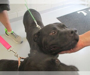 Labrador Retriever Dogs for adoption in Ocala, FL, USA