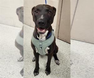 American Staffordshire Terrier-Unknown Mix Dogs for adoption in Conroe, TX, USA