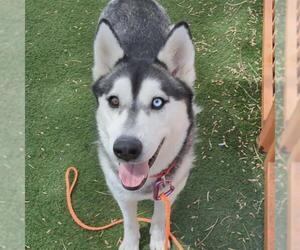 Siberian Husky-Unknown Mix Dogs for adoption in Las Vegas, NV, USA