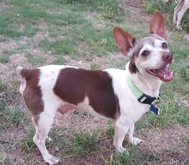 Jack-Rat Terrier Dogs for adoption in Junction, TX, USA