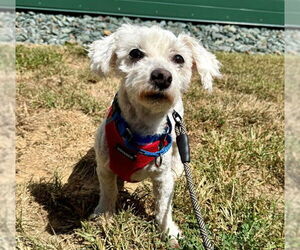 Bichon Frise Dogs for adoption in Waterford, VA, USA