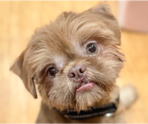 Shih Tzu Dogs for adoption in San Ramon, CA, USA