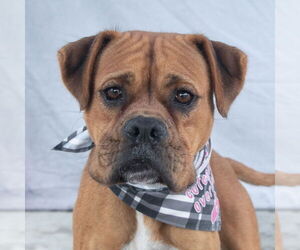 Boxer Dogs for adoption in Pasadena, CA, USA
