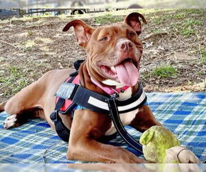 American Staffordshire Terrier-Unknown Mix Dogs for adoption in Tallahassee, FL, USA