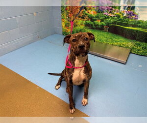 Mutt Dogs for adoption in Moreno Valley, CA, USA