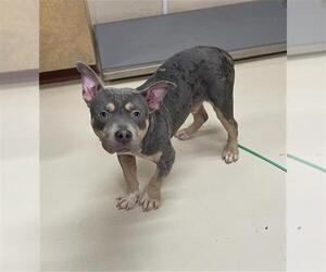 American Pit Bull Terrier-Unknown Mix Dogs for adoption in Center Township, PA, USA