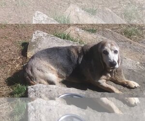 Basset Hound Dogs for adoption in Monterey, VA, USA
