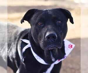 Labrador Retriever-Unknown Mix Dogs for adoption in San Antonio, TX, USA