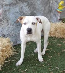 American Bulldog Dogs for adoption in Inverness, FL, USA