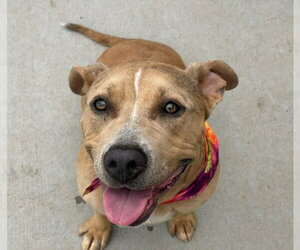 Mutt Dogs for adoption in Tulsa, OK, USA