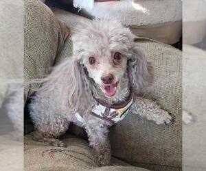 Poodle (Toy) Dogs for adoption in Las Vegas, NV, USA