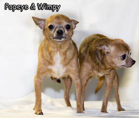 Medium Photo #1 Chihuahua Puppy For Sale in Mt Carmel, PA, USA