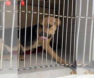 Mutt Dogs for adoption in Oklahoma City, OK, USA