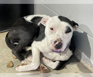 American Pit Bull Terrier-Bull Terrier Mix Dogs for adoption in Houston, TX, USA