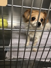 Chion Dogs for adoption in Benton, LA, USA