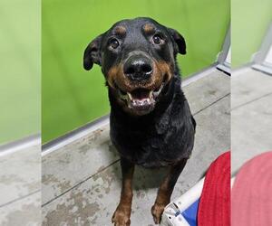 Rottweiler-Unknown Mix Dogs for adoption in Frisco, CO, USA