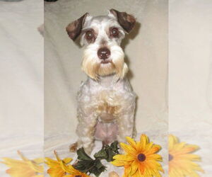 - Mix Dogs for adoption in Lenoir, NC, USA