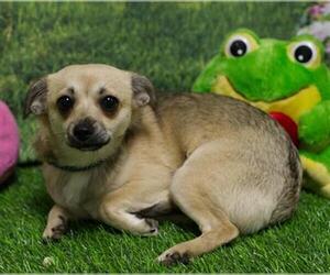 Chihuahua-Unknown Mix Dogs for adoption in Placerville, CA, USA