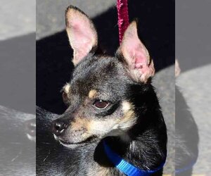 Miniature Pinscher Dogs for adoption in Vernonia, OR, USA