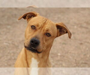 Boxador Dogs for adoption in El Centro, CA, USA