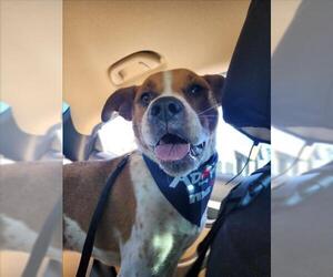 Mutt Dogs for adoption in Las Vegas, NV, USA