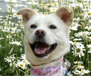 Mutt Dogs for adoption in San Ramon, CA, USA